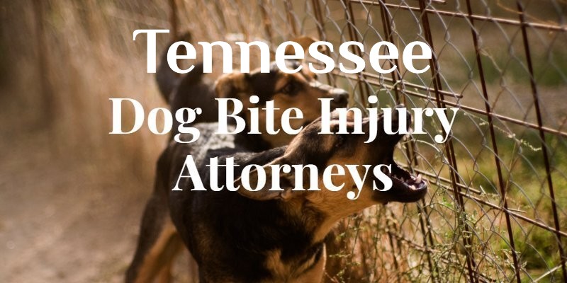 Knoxville Dog Bite Attorney
